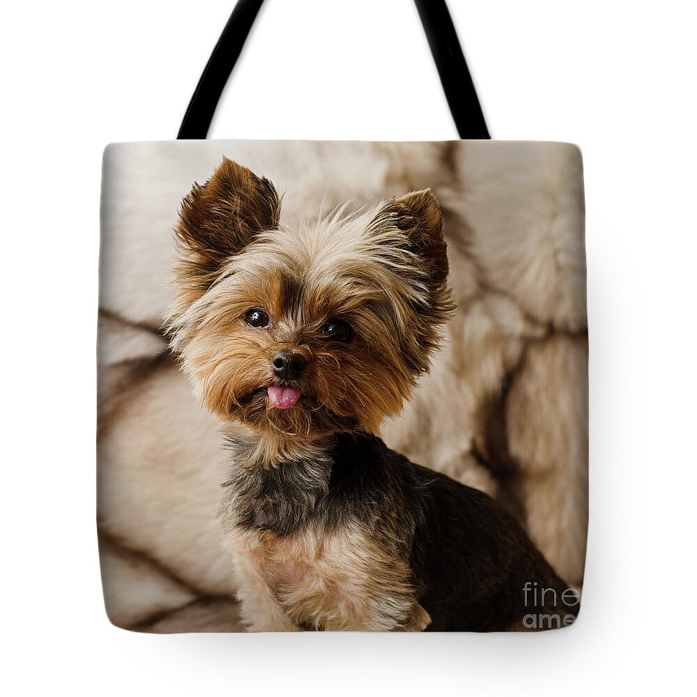 Yorkshire Terrier Tote Bag featuring the photograph Melanie on Fur by Irina ArchAngelSkaya