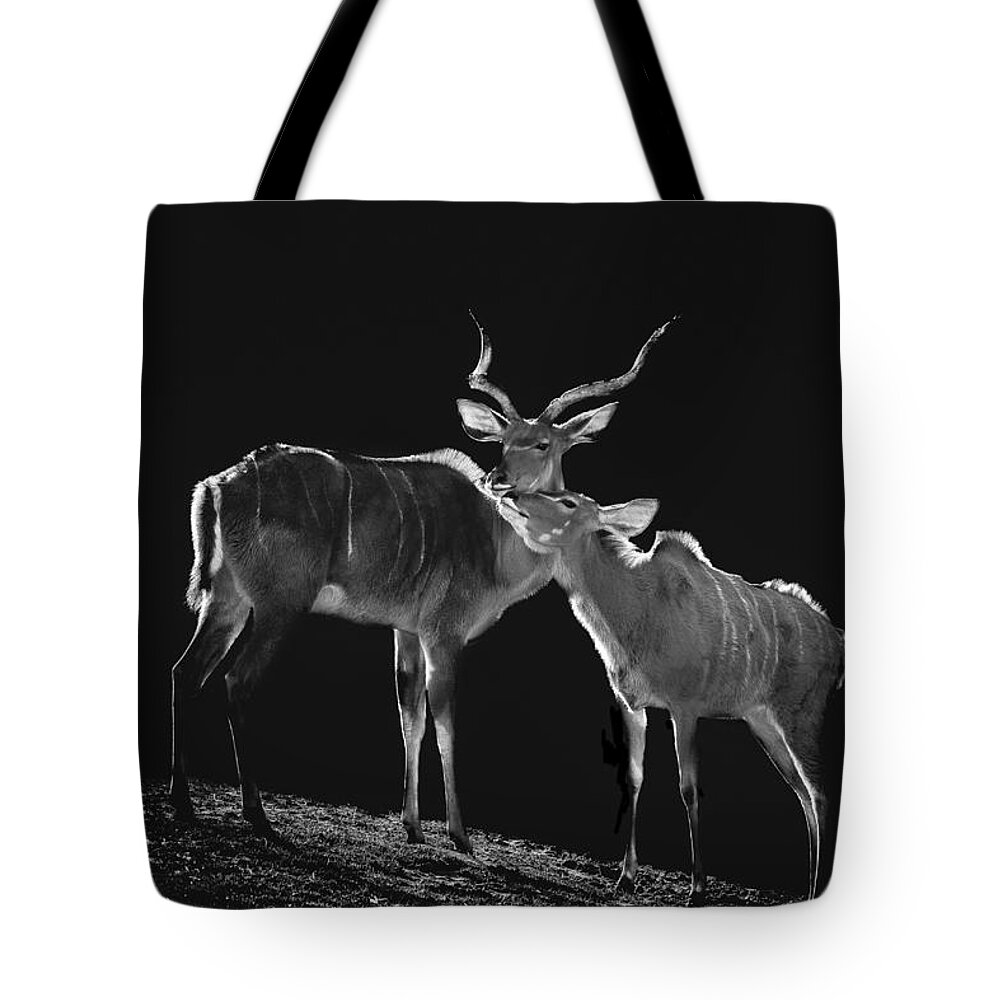 Kudu Tote Bag featuring the photograph Mi amor by Paul Neville