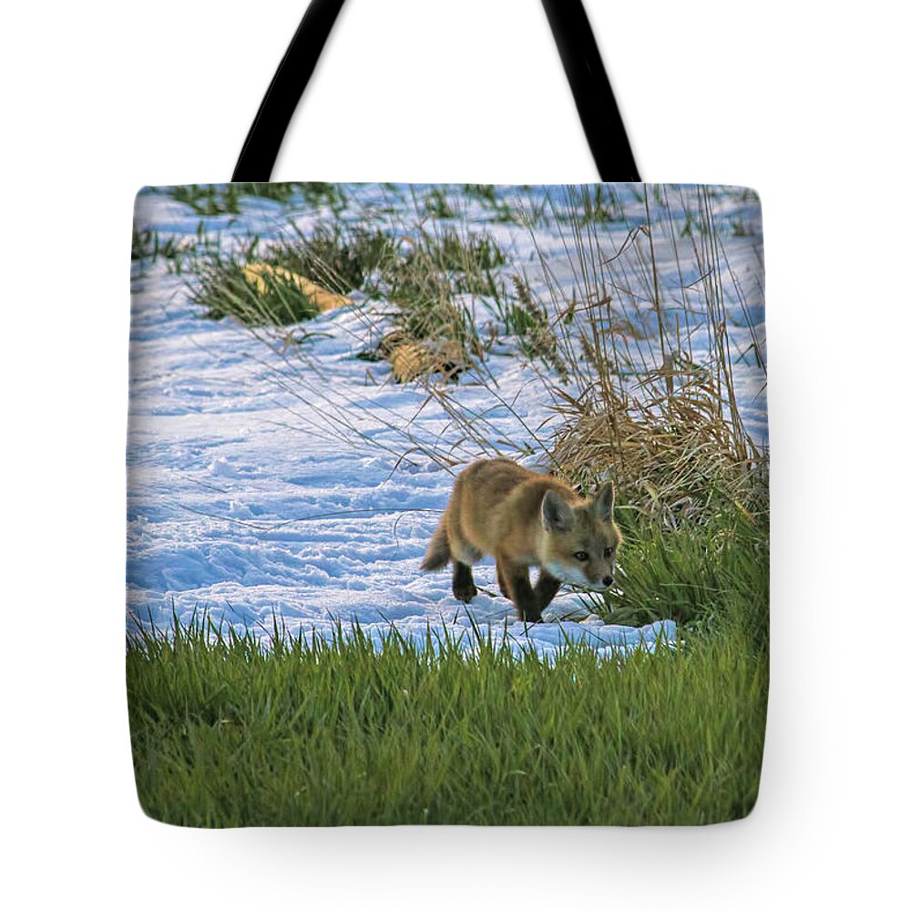 Fox Tote Bag featuring the photograph Mighty Hunter by Alana Thrower