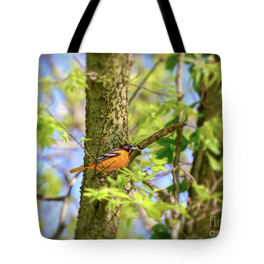 Baltimore Oriole Tote Bag featuring the photograph Migratory Birds - Baltimore Oriole by Kerri Farley