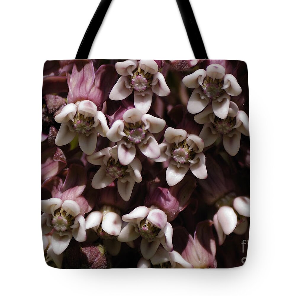Milkweed Tote Bag featuring the photograph Milkweed Florets by Randy Bodkins