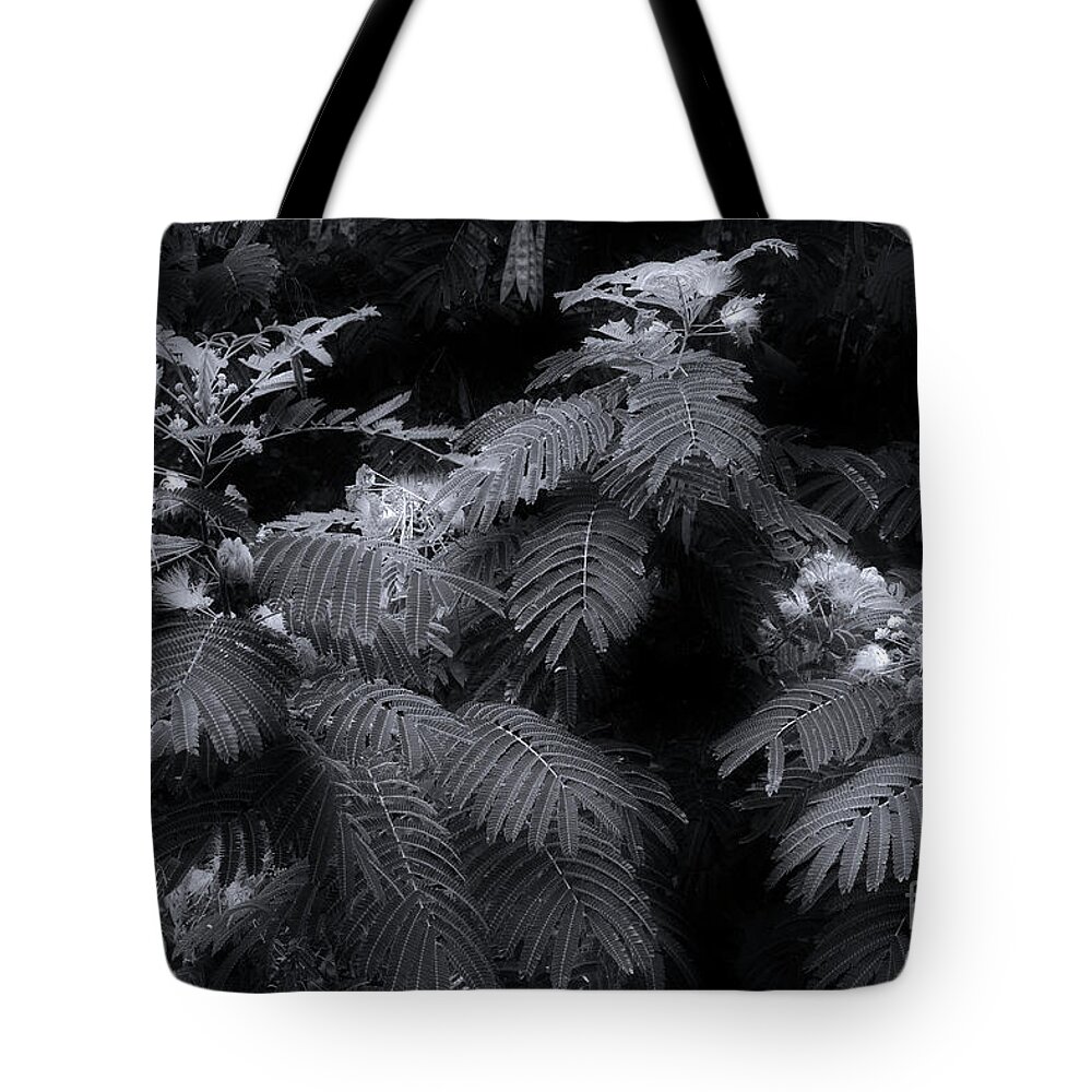 Mimosa Tote Bag featuring the photograph Mimosa Black And White by Mike Eingle