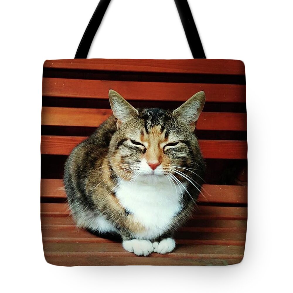Cat Tote Bag featuring the photograph Mindful Cat Pose by Rowena Tutty