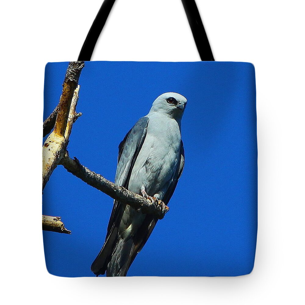 Mississippi Kite Tote Bag featuring the photograph Mississippi Kite by Barbara Bowen
