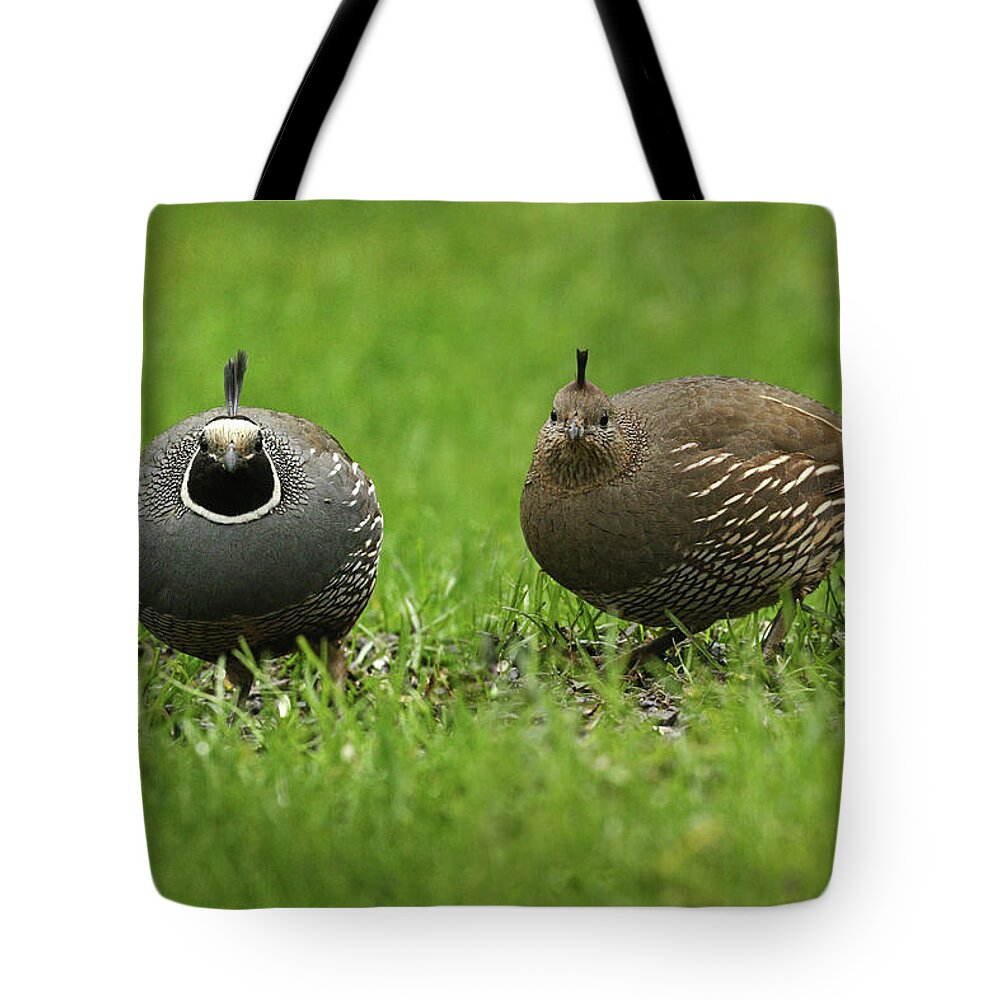 California Quail Tote Bag featuring the photograph Mister and Missus by Inge Riis McDonald