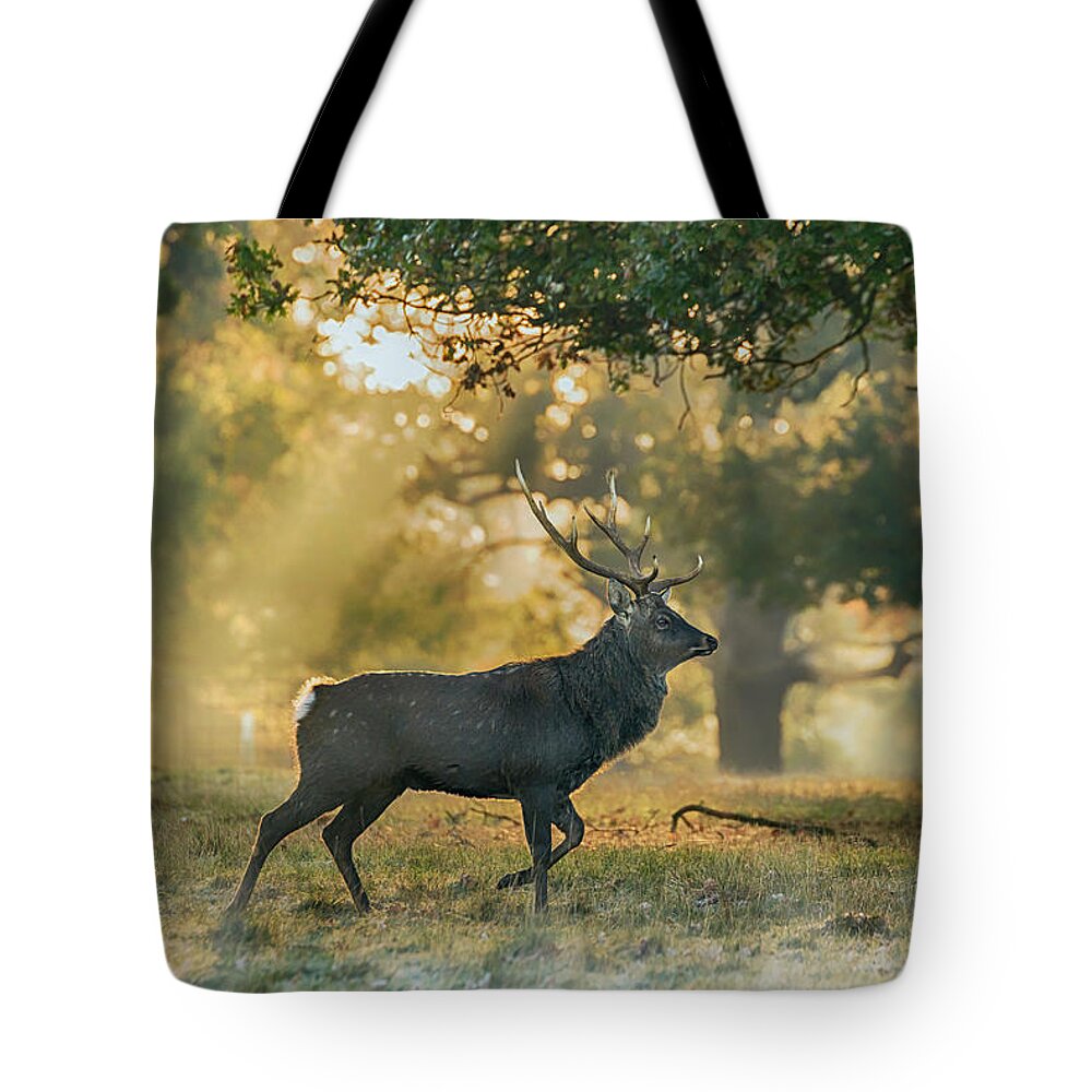 Deer Tote Bag featuring the photograph Misty Walk by Scott Carruthers