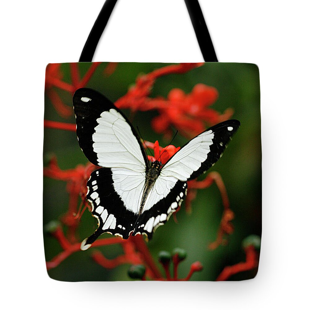 Swallowtails Tote Bag featuring the photograph Mocker Swallowtail by Cindi Ressler