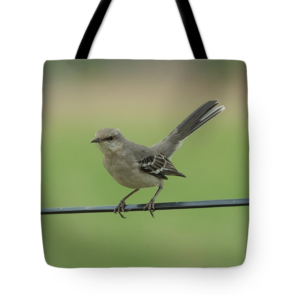 Jan Tote Bag featuring the photograph Mockingbird by Holden The Moment
