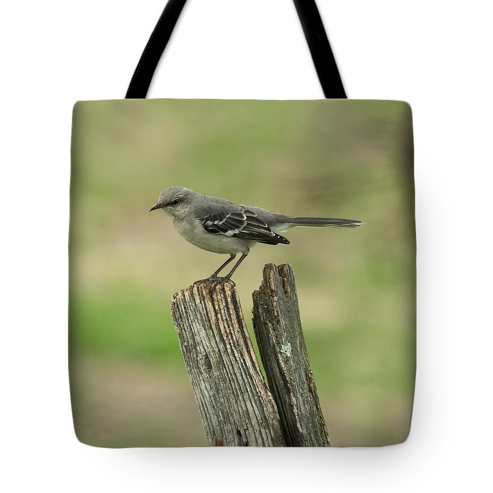 Jan Holden Tote Bag featuring the photograph Perched on an Old Fence by Holden The Moment