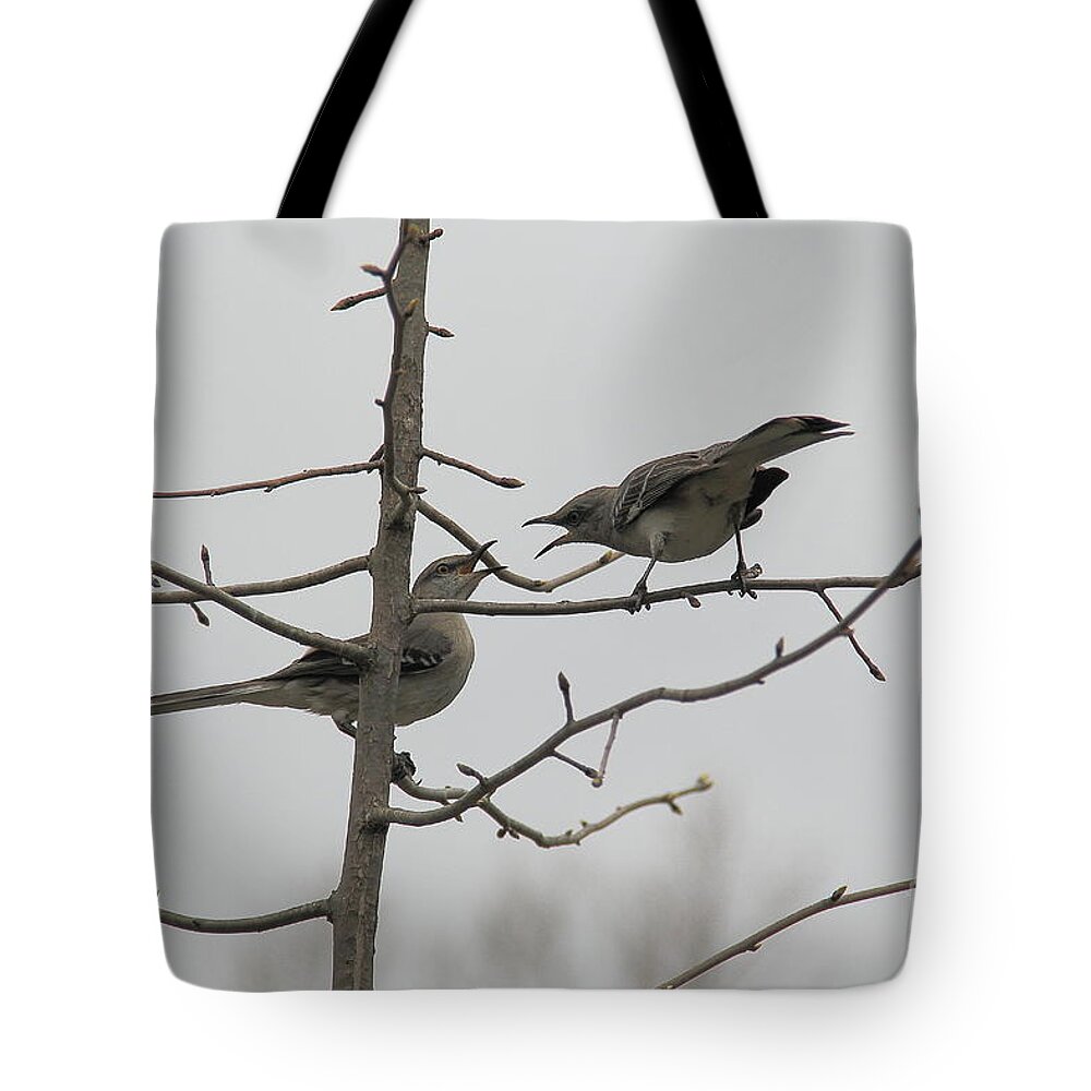 Birds Tote Bag featuring the photograph Mockingbirds Talk It Out by Allen Nice-Webb
