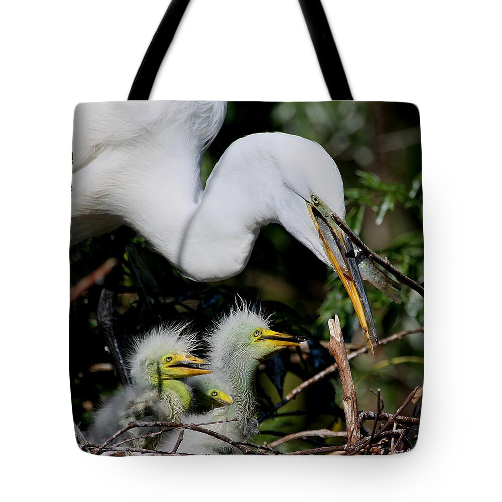 Great White Egret Tote Bag featuring the photograph Momma took our food by Barbara Bowen