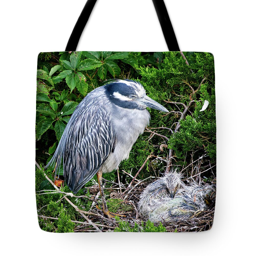 Birds Tote Bag featuring the photograph Mommy and Baby by Paul Ross