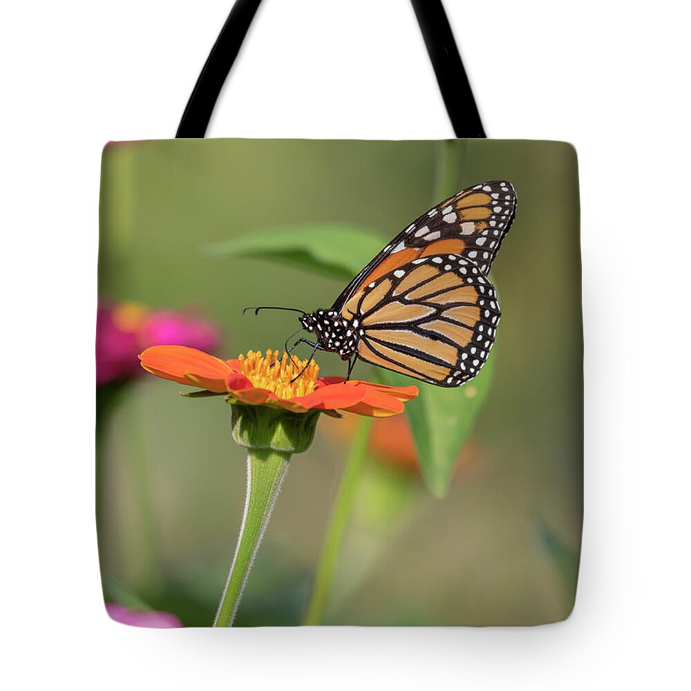 Monarch Butterfly Tote Bag featuring the photograph Monarch 2018-10 by Thomas Young
