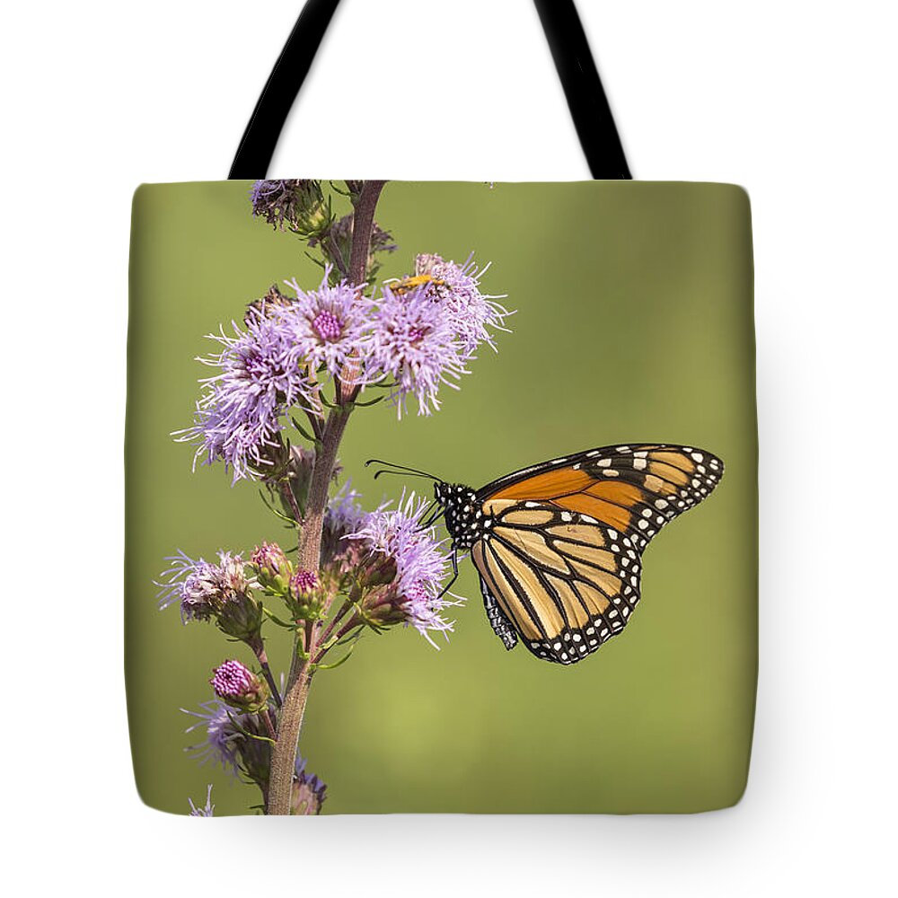 Monarch Butterfly Tote Bag featuring the photograph Monarch and Blazing Star 4-2015.jpg by Thomas Young