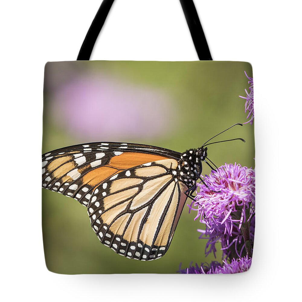 Monarch Butterfly Tote Bag featuring the photograph Monarch and Blazing Star 5-2015 by Thomas Young