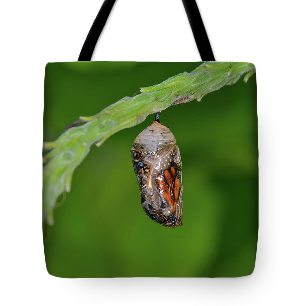 Chrysalis.butterfly Tote Bag featuring the photograph Monarch Butterfly Chrysalis Showing a Wing by Artful Imagery