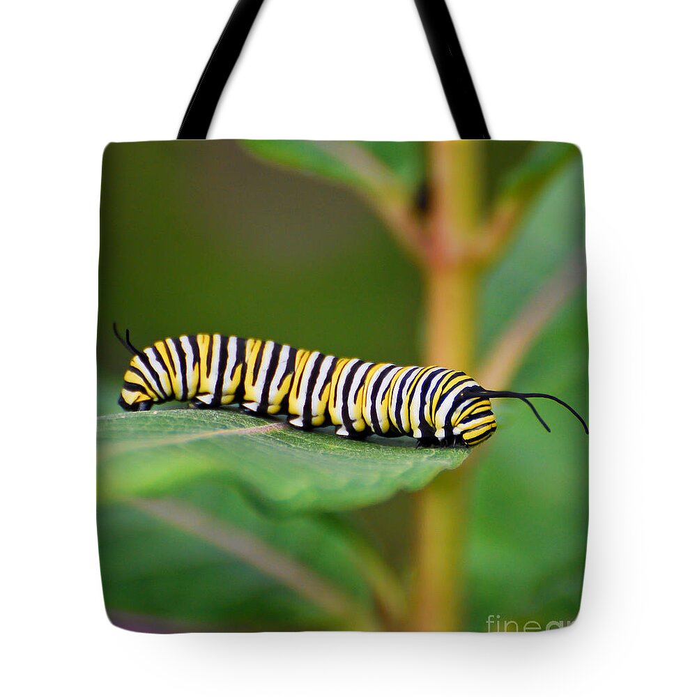 Monarch Tote Bag featuring the photograph Monarch Caterpillar on Milkweed by Kerri Farley