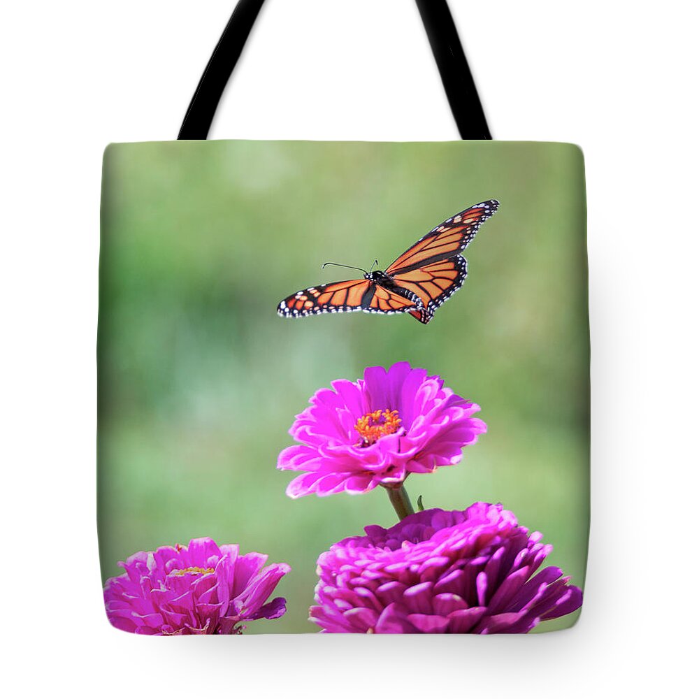 Butterfly Flying Flight Mid-air Mid Air Monarch Inset Butterflies Flowers Garden Botany Botanical Outside Outdoors Nature Natural Brian Hale Brianhalephoto Ma Mass Massachusetts Newengland New England U.s.a. Usa Tote Bag featuring the photograph Monarch in Flight 2 by Brian Hale