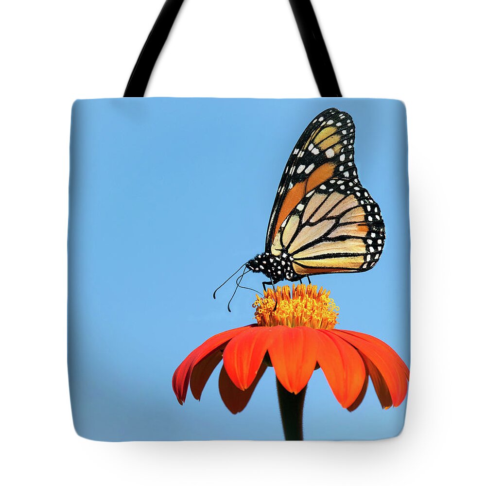 Monarch Tote Bag featuring the photograph Monarch Munch by Art Cole
