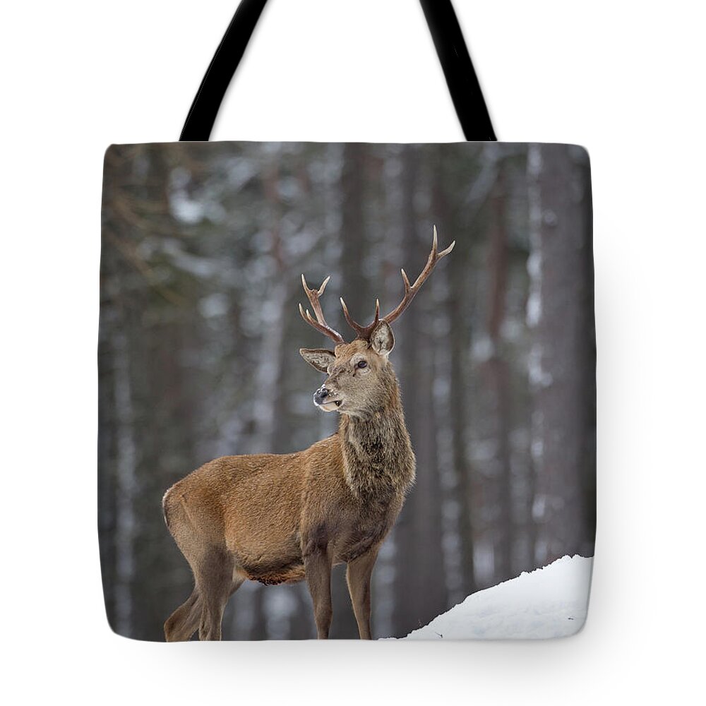 Red Tote Bag featuring the photograph Monarch Of The Woods by Pete Walkden