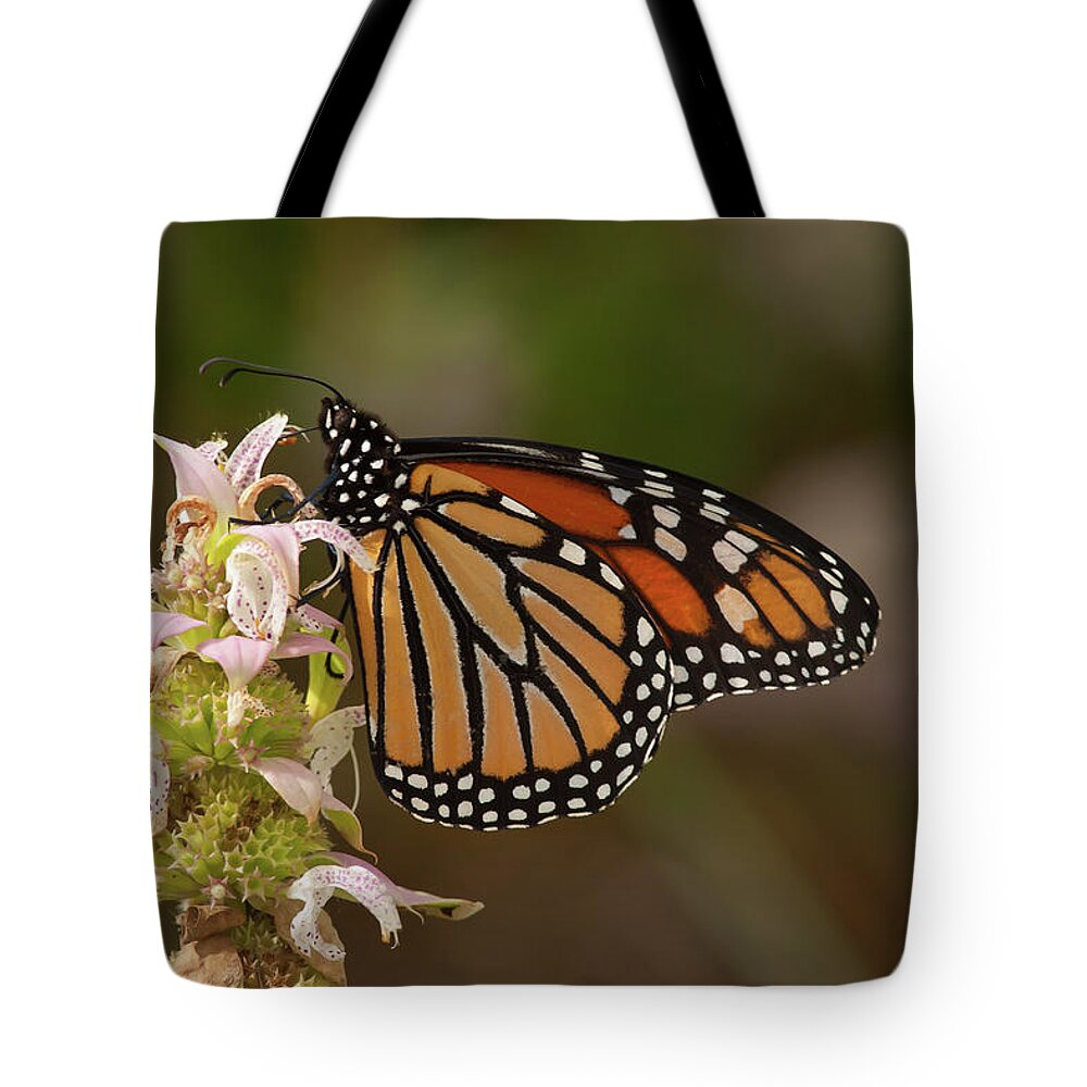 Butterfly Tote Bag featuring the photograph Monarch on Spotted Beebalm by Paul Rebmann