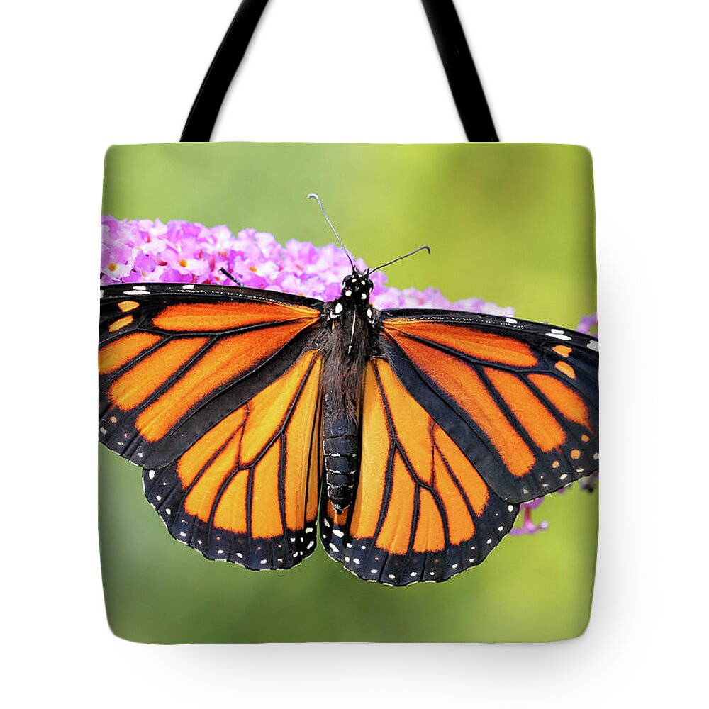 Monarch Butterfly Tote Bag featuring the photograph Monarch Sunning by Doris Potter