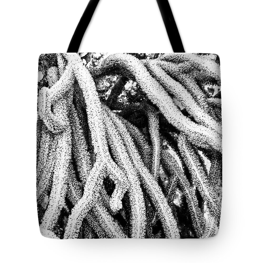 Corals Tote Bag featuring the photograph Monochromatic Corals 1 by Perla Copernik