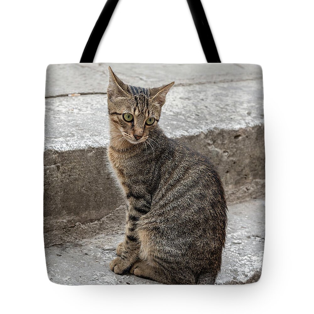 Cat Tote Bag featuring the photograph Montenegro Kotor Kitty by Antony McAulay