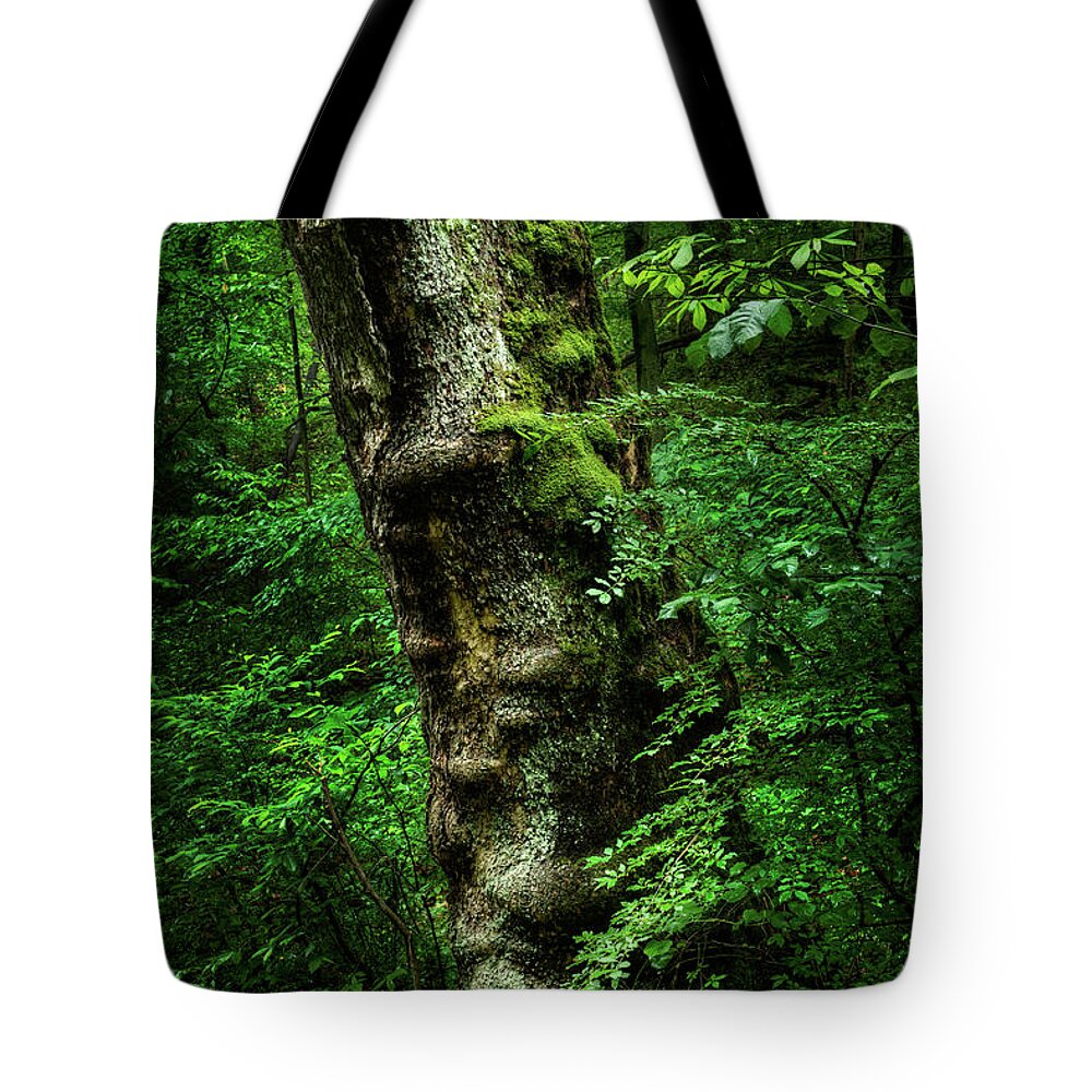 Maryland Tote Bag featuring the photograph Moody Tree in Forest by Dennis Dame