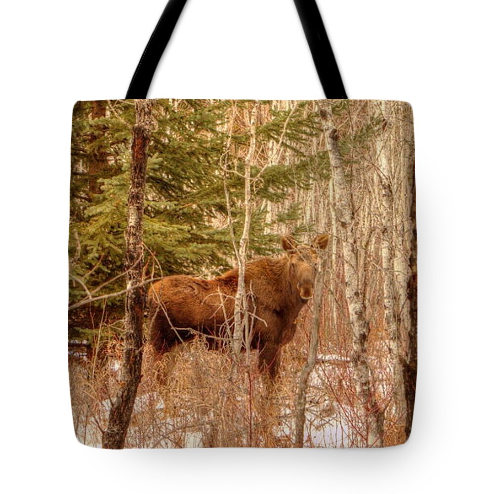 Moose Tote Bag featuring the photograph Moose Calf by Jim Sauchyn
