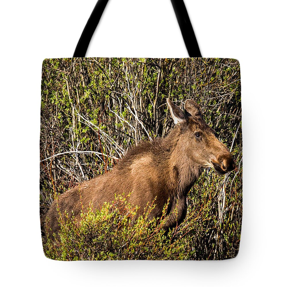 Moose Tote Bag featuring the photograph Moose in the Wyoming Willows by Natural Focal Point Photography