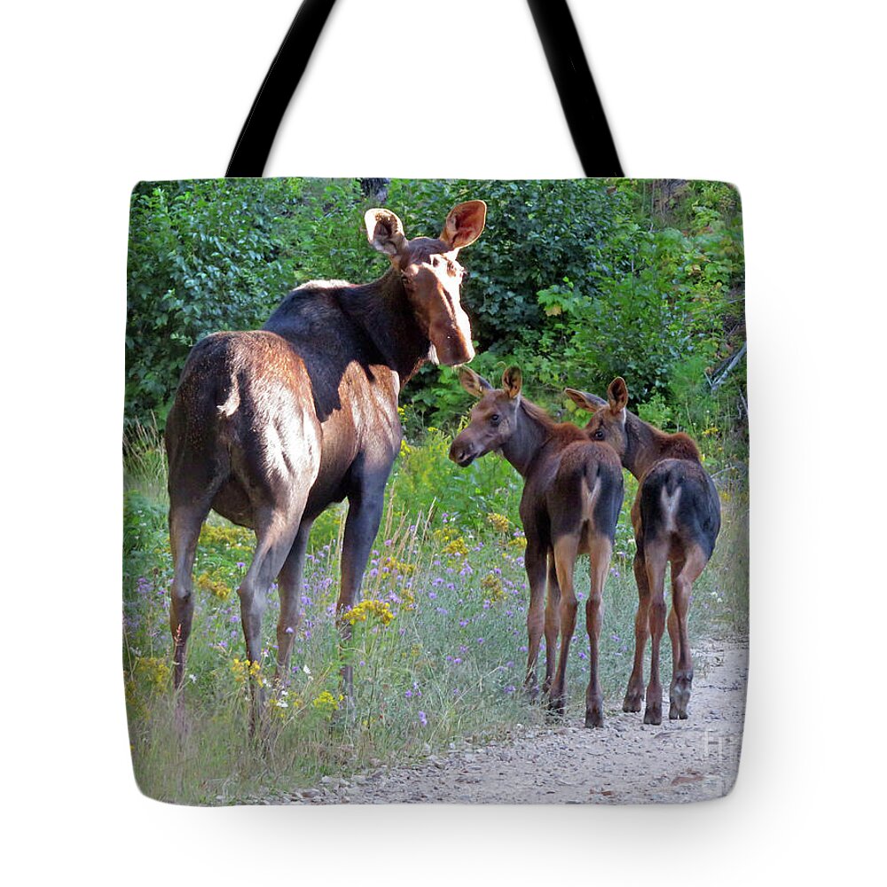 Moose Tote Bag featuring the photograph Moose Mom and babies by Cindy Murphy - NightVisions