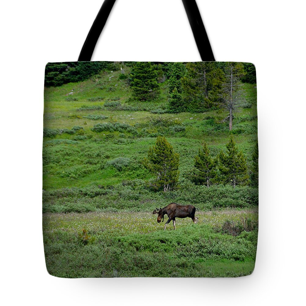 Moose Tote Bag featuring the photograph Moose on the Loose by Tranquil Light Photography