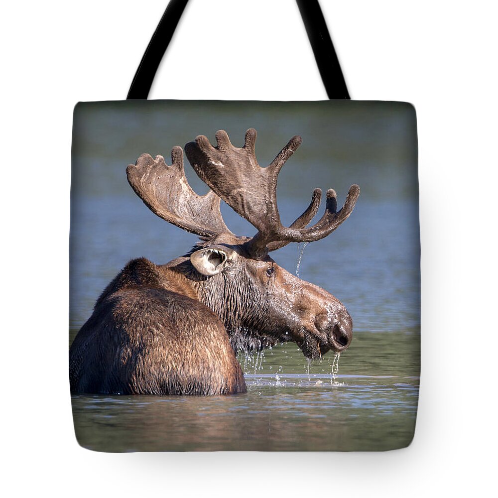Moose Tote Bag featuring the photograph Moose Profile by Jack Bell