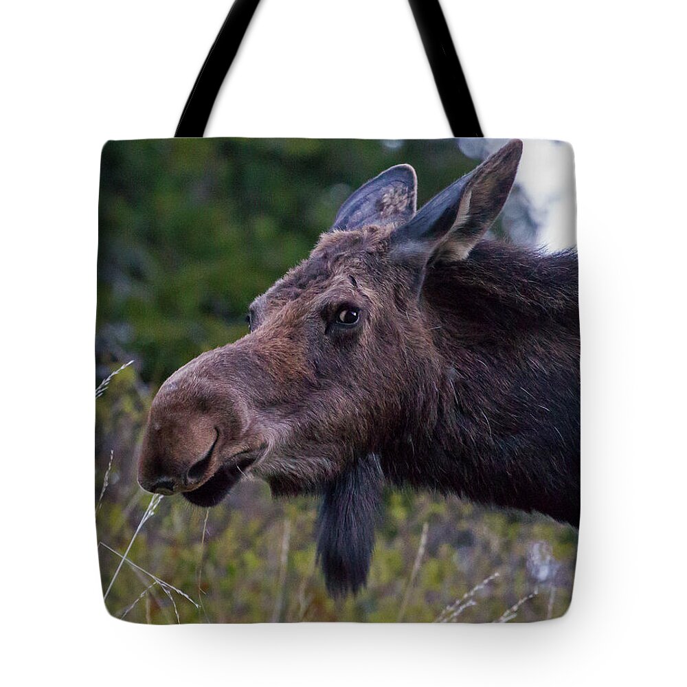 Moose Tote Bag featuring the photograph Moose-Signed-#3935 by J L Woody Wooden