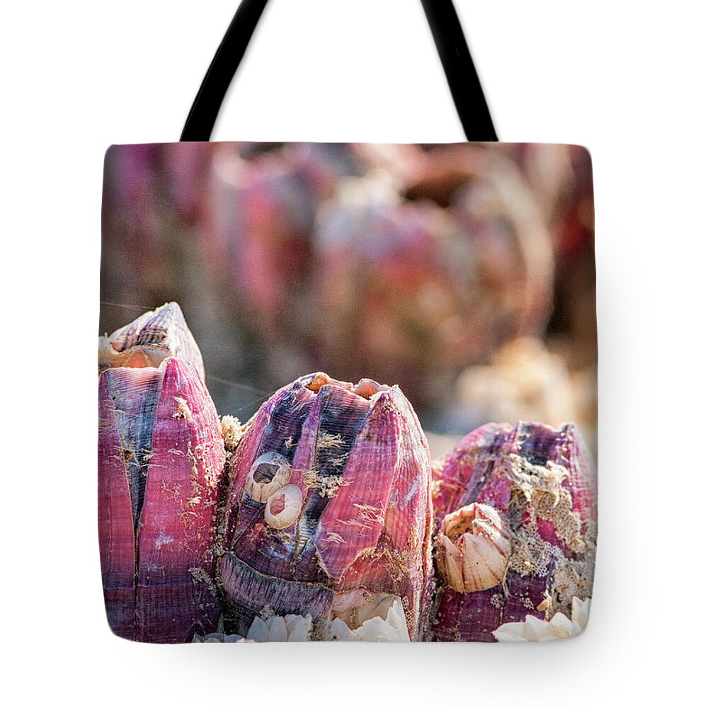 Barnacles Tote Bag featuring the photograph More Barnacles by Victor Culpepper