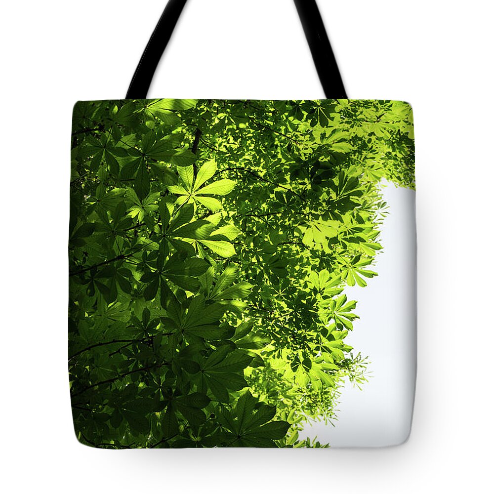 Georgia Mizuleva Tote Bag featuring the photograph More Than Fifty Shades Of Green - Sunlit Chestnut Leaves Patterns - Vertical Left Two by Georgia Mizuleva