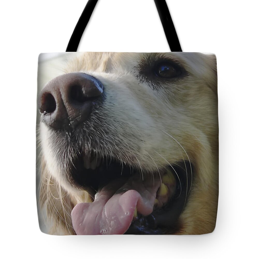 Animals Tote Bag featuring the photograph Morgie by Rhonda McDougall
