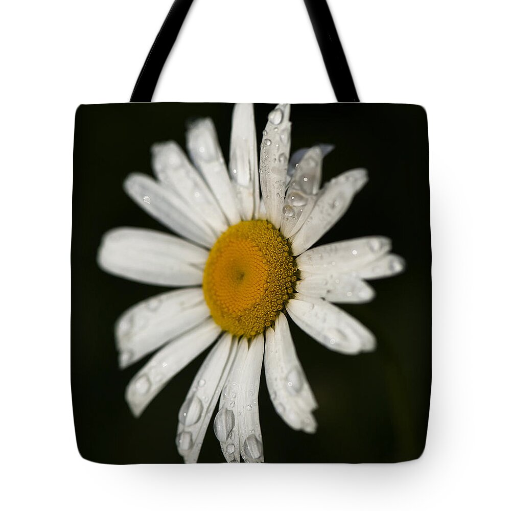  Tote Bag featuring the photograph Morning Daisy by Dan Hefle