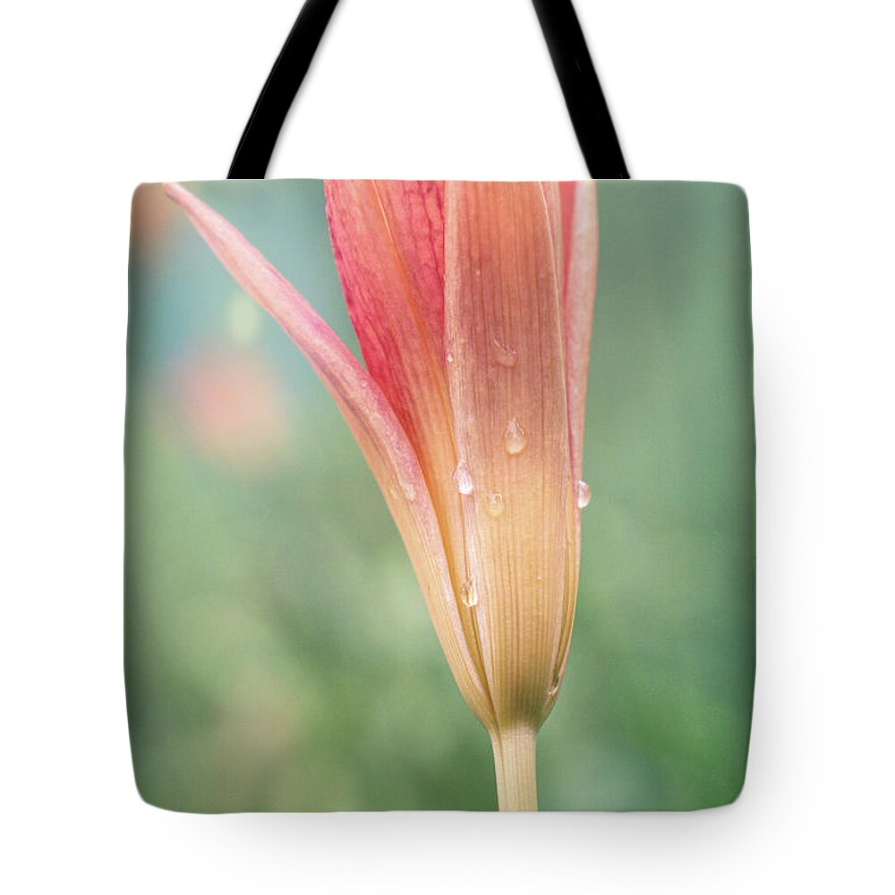 Morning Tote Bag featuring the photograph Morning Dew by Denise Beverly