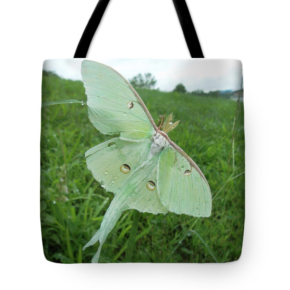Luna Moth Tote Bag featuring the photograph Morning Dew by Susan Esbensen