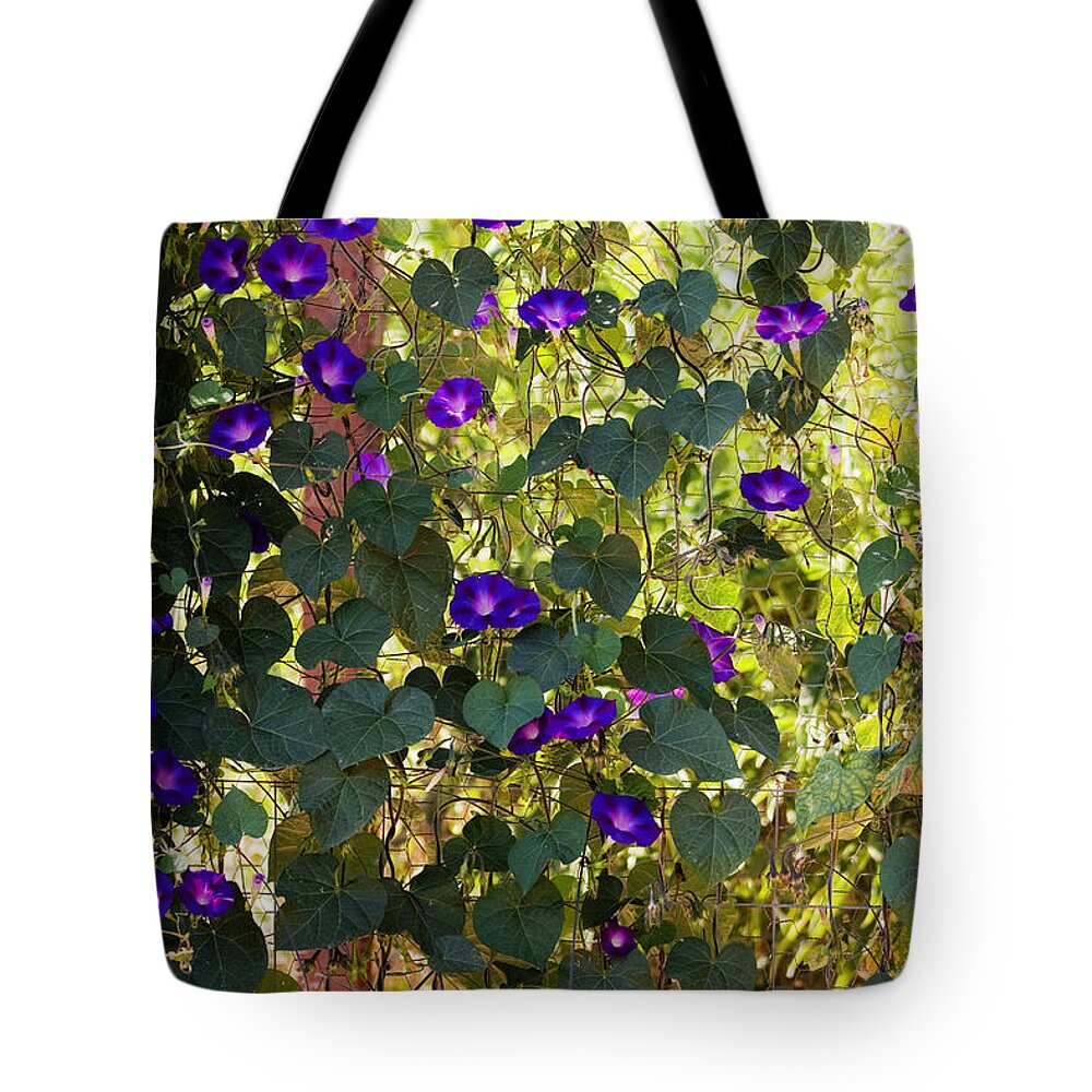 Purple Tote Bag featuring the photograph Morning Glories by Margie Hurwich