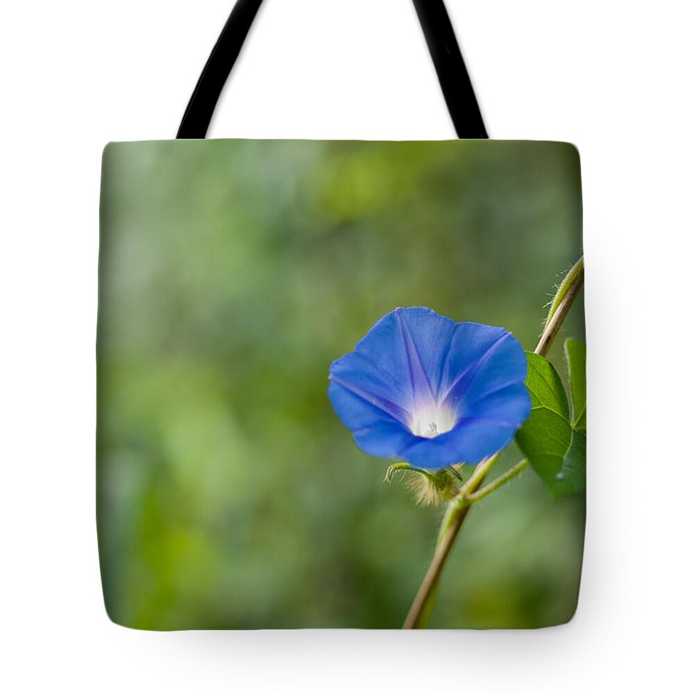 Da*55 1.4 Tote Bag featuring the photograph Morning Glory by Lori Coleman
