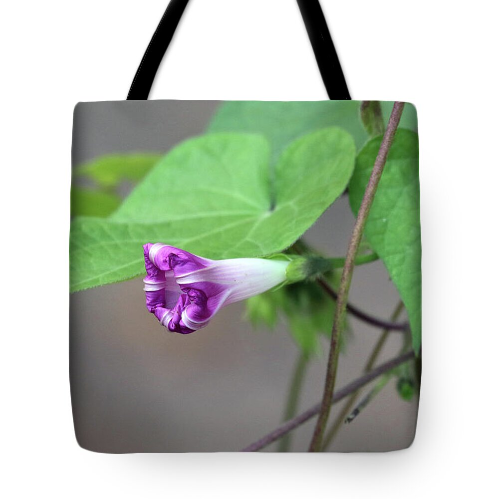 Morning Glory Tote Bag featuring the photograph Morning Glory Opening by Jackson Pearson