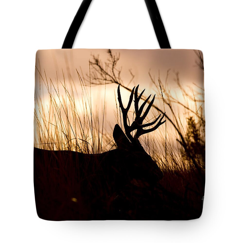 Mule Deer Tote Bag featuring the photograph Morning Glow by Douglas Kikendall