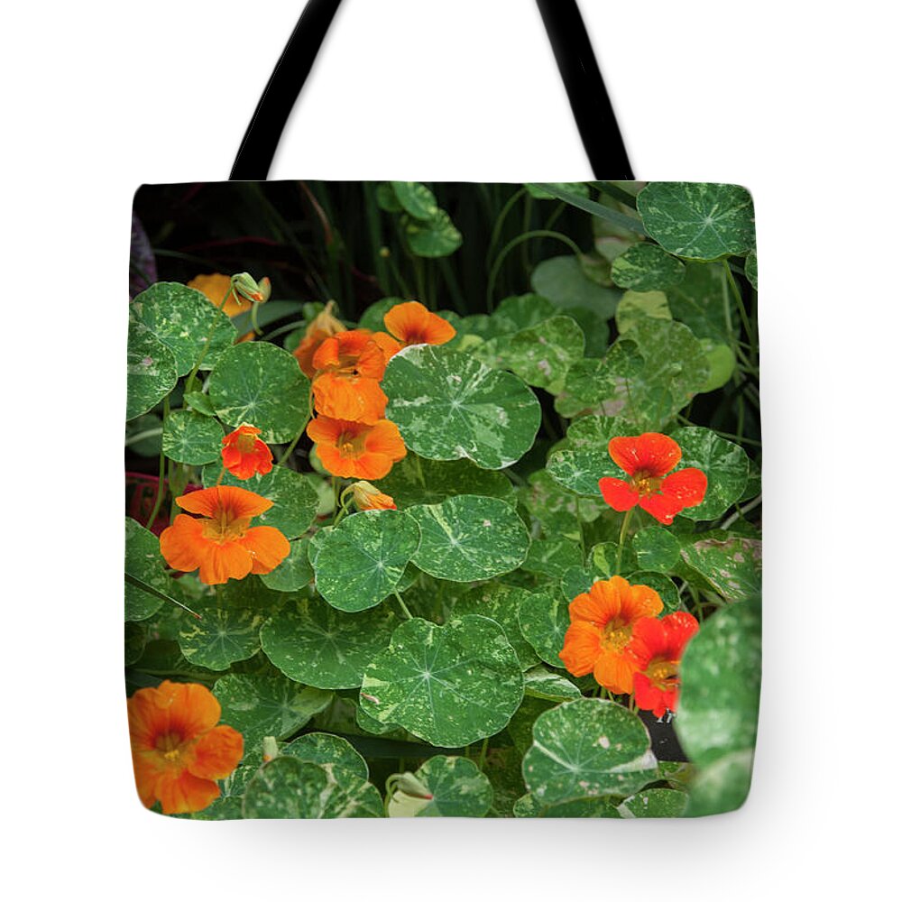 Morning Tote Bag featuring the photograph Morning in Longwood Gardens by Bill Cannon