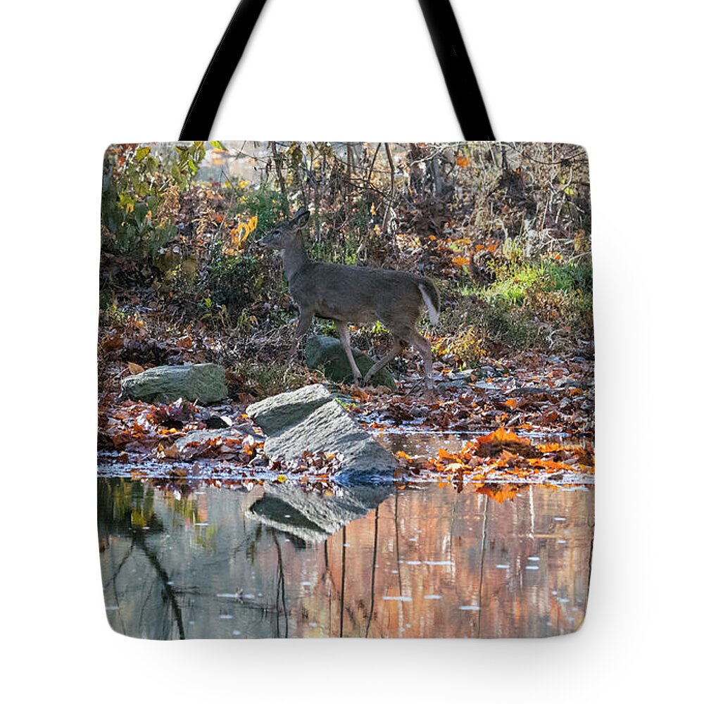 Wildlife Tote Bag featuring the photograph Morning in the Woods by Paul Ross
