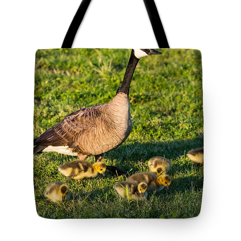 California Tote Bag featuring the photograph Morning Lookout by Marc Crumpler