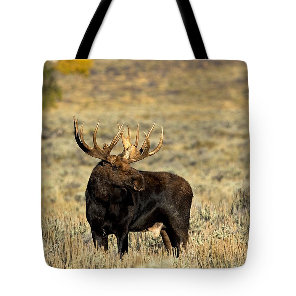 Moose Tote Bag featuring the photograph Morning Moose by Shari Sommerfeld