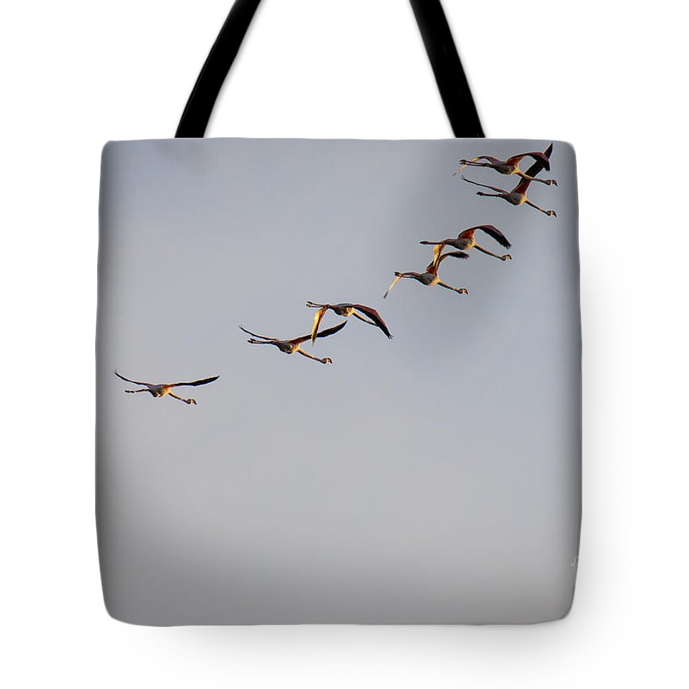 Animalia Tote Bag featuring the photograph Morning Over The Lagoon by Jivko Nakev